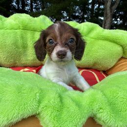 Ava - Piebald female Dachshund puppy in Wytheville, Virginia from Weenie Haven