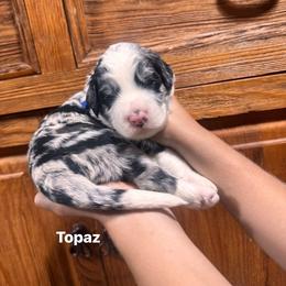 Topaz - Blue merle male Bernedoodle puppy in Carmichaels, Pennsylvania from JensenBelle Doodles