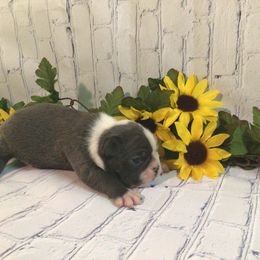Denim - Blue male Boston Terrier puppy in Clarksburg, West Virginia from Pawprints Boston Terriers