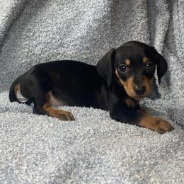 Gus - Black and tan male Dachshund puppy in Richmond, Virginia from Paw Prints
