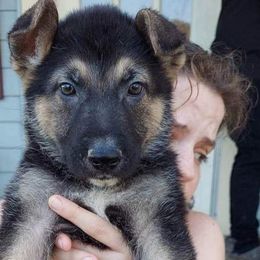 German Shepherds from Show Stopping Shepherds