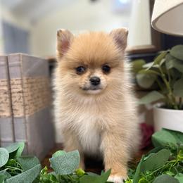 Chloe - Red and white female Pomsky puppy in Park Valley, Utah from Designer Pomeranians