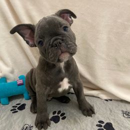 Louie - Blue male French Bulldog puppy in Blountstown, Florida from Fairytale French Bulldogs of Florida