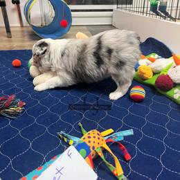 Sweet Pea - Blue merle female Miniature Australian Shepherd puppy in Mt Juliet, Tennessee from J&J Harmony Acres