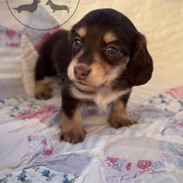 Girl 1 - Chocolate and cream female Dachshund puppy in Town Creek, Alabama from Dirt Road Dachshunds