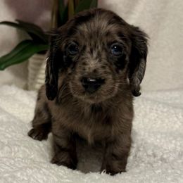 Dapple runt - Dapple female Dachshund puppy in Kentucky from Wonderful Weiners