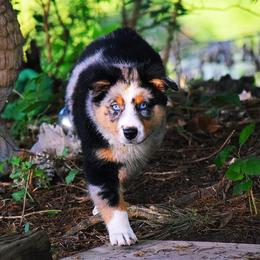 Remi - Australian Shepherd