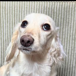 Princess Coco - Dachshund