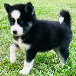 France - Female 2 - Agouti and white female Siberian Husky puppy in Monroe, Georgia from Beastly Beauties Huskies & Pomskies