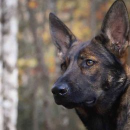 German Shepherds from Pine Hill German Shepherds