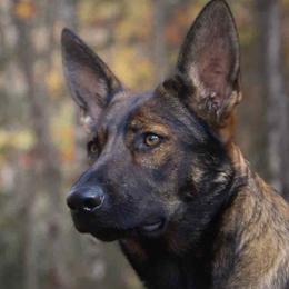German Shepherds from Pine Hill German Shepherds