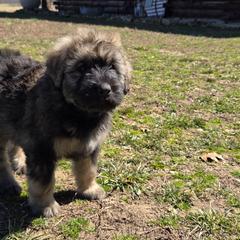Chestnut - Fawn female Bouvier des Flandres puppy in Drury, Missouri from Black Bears Critters