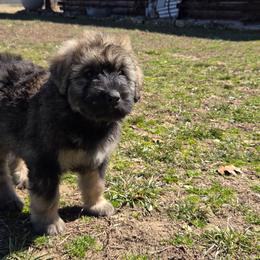 Chestnut - Fawn female Bouvier des Flandres puppy in Drury, Missouri from Black Bears Critters
