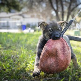 German Shepherd Puppies from Agrestal German Shepherds