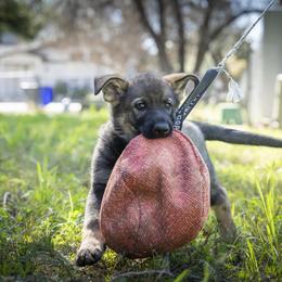 German Shepherd Puppies from Agrestal German Shepherds