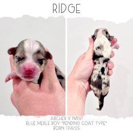Ridge - Blue merle and white male American Corgi puppy in Santaquin, Utah from Blacktail Mountain Corgis