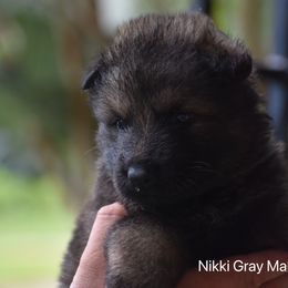 Gray male - Sable male German Shepherd puppy in Anniston, Alabama from Cottonwood Kennel