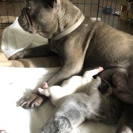 French Bulldog Puppies from French Blu’s