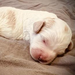Comet - Blenheim male Cavapoo puppy in Bradenton, Florida from Christianna’s Mini Goldendoodles