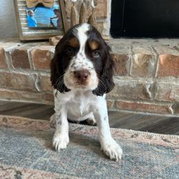 Kodi - Liver white and tan male English Springer Spaniel puppy in Wilmer, Alabama from Southbend Springers