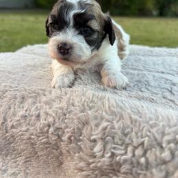 Cookie - Black and white female Shichon puppy in West Frankfort, Illinois from Jessica Cupp