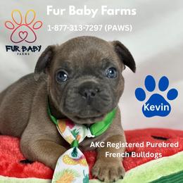 Kevin - Blue fawn male French Bulldog puppy in Michigan from Fur Baby Farms