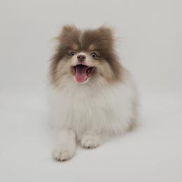 Saint - Lavender male Pomeranian puppy in Menifee, California from Petite Poms Of CA