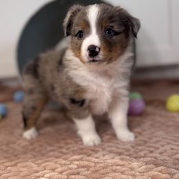 Miniature Australian Shepherd Puppies from Spruce It Up