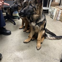 Boy 2 - Black and cream German Shepherd puppy in Illinois from Dimitrova Shepherds