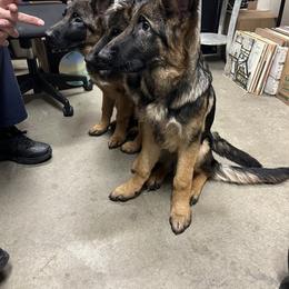 Boy 2 - Black and cream German Shepherd puppy in Illinois from Dimitrova Shepherds