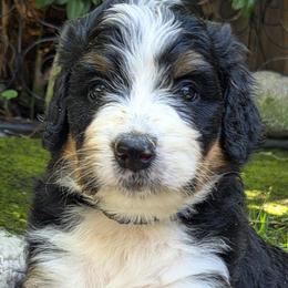 Blue Boy - Tri-color male Bernedoodle puppy in Brea, California from River Doodles