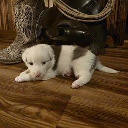 Zeus - White and blue merle male Border Collie puppy in Buckhannon, West Virginia from Broken Spur Farm