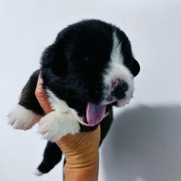 Cody - Black and white male Cardigan Welsh Corgi puppy in Kerens, West Virginia from Leather & Lace