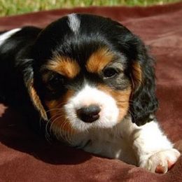Cavalier King Charles Spaniel Puppies from Elizabeth Kessinger