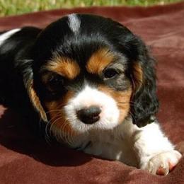 Cavalier King Charles Spaniel Puppies from Elizabeth Kessinger