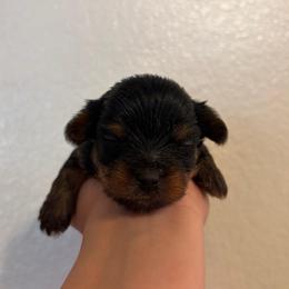Beanie (Purple collar) - Black and tan male Yorkshire Terrier puppy in Riverbank, California from Yorkie_Wonderland and Stud Services
