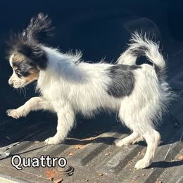 Quattro AKC - Papillon puppy from Coppertone Papillons