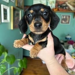 Pepper - Black and tan female Dachshund puppy in Jacksonville, North Carolina from Lizzie’s Doxies