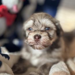 Bruno - Chocolate sable male Havanese puppy in Arizona from HavaDoggie
