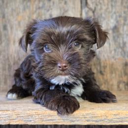 Mazey - Chocolate and tan female Yorkshire Terrier puppy in Mountain Grove, Missouri from Precious Puppies