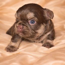 Chestnut - Tricolors female French Bulldog puppy in Maplewood, New Jersey from Poos&Bulls Keepsake