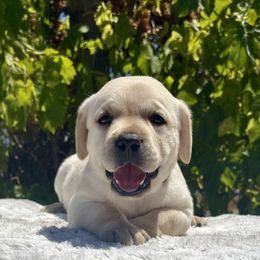 Boy 1 - Yellow male Labrador Retriever puppy in Santa Rosa, California from Legendary Labs of California