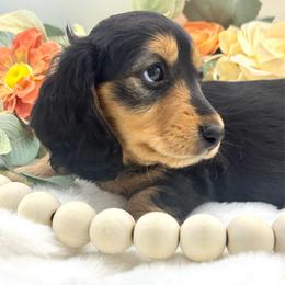 Harbour - Black and tan female Dachshund puppy in Exeter, California from Sawtooth Miniature Dachshunds