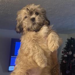 Pluto - Gold male Shih Tzu puppy in Huber Heights, Ohio from Little Healthy Purebred Pups