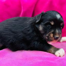 Black tri - Black female Miniature Australian Shepherd puppy in Randleman, North Carolina from Deep River Aussies and Dachshunds
