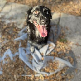 Celeste - Australian Shepherd