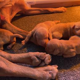 Boy 3 - Vizsla puppy in Riverview, Indiana from Kismet Vizslas