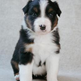 Cowboy - Black tri-color male Australian Shepherd puppy in Aberdeen, North Carolina from Huckleberry Hill Aussies LLC.