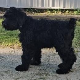 Black Russian Terrier puppies from Rollos Vikings