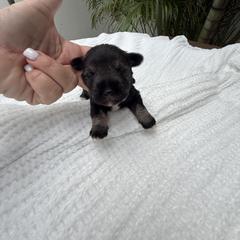 Miniature Schnauzer, Poodle, and Yorkshire Terrier Puppies from Ruby the poodle